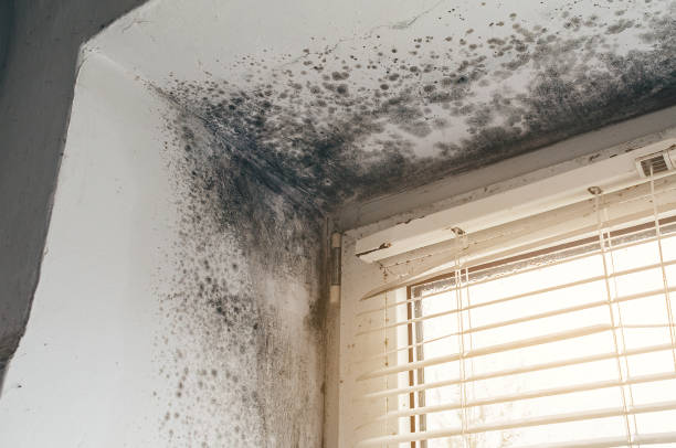 Trusted Commercial Mold Remediation service in Augusta, MI - Cheap Mold Removal