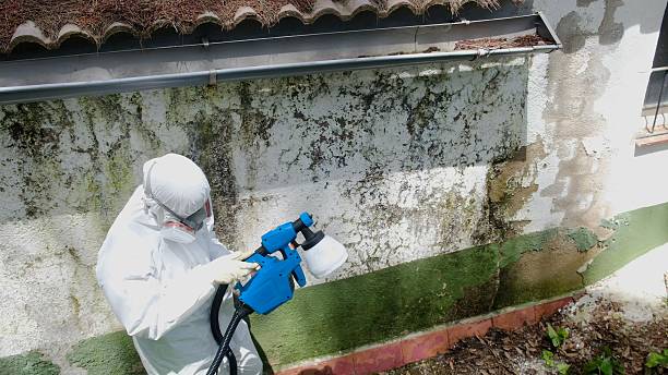 Trusted Mold Removal service in Augusta, MI - Cheap Mold Removal